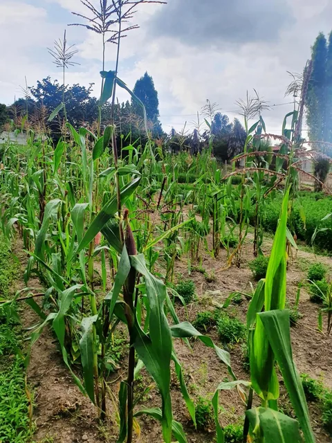 Terreno en Venta en Tumbaco Sector El Carrizal — imagen 3