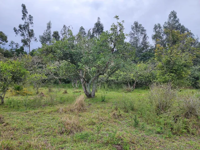 Para Constructores Vendo Terreno en Puembo 20.990 Mtrs Cos Pb 50% Cos Total 100% — imagen 4