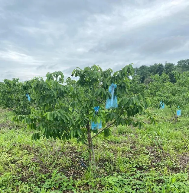 Vendo Linda Finca en Pedro Carbo, en Producción, Guayas — imagen 5