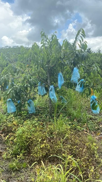 Vendo Linda Finca en Pedro Carbo, en Producción, Guayas — imagen 4