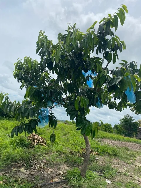 Vendo Linda Finca en Pedro Carbo, en Producción, Guayas — imagen 2