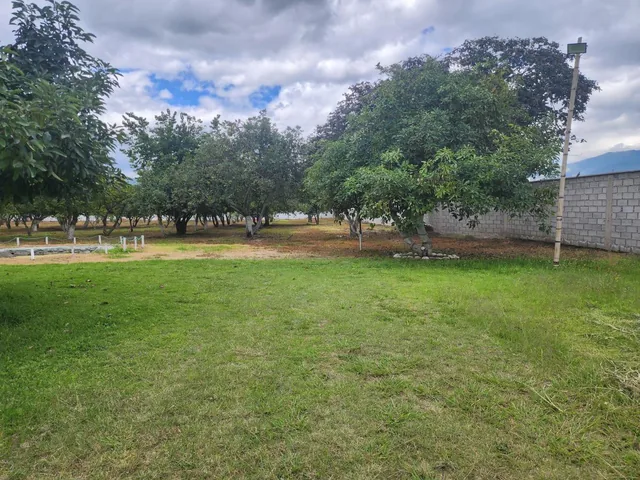 Bonito Terreno de Venta 1 Hectarea en Tumbaco Aurelio Davila — imagen 5