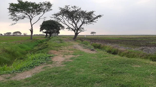 Venta de Terreno Industrial, Comercial o Agroindustrial Via a Yaguachi 21 Has, Guayas — imagen 3