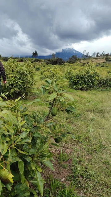 De Venta Finca de 7 Hectáreas en Chaltura, Imbabura — imagen 4