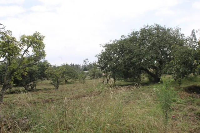 Venta Terreno Puembo Urbanizacion Arrayanes — imagen 5