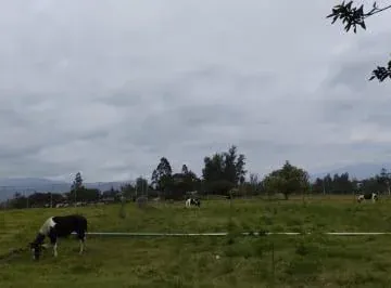 Sector Tababela, en Renta Quinta y Terreno de 10.4 Has — imagen 4