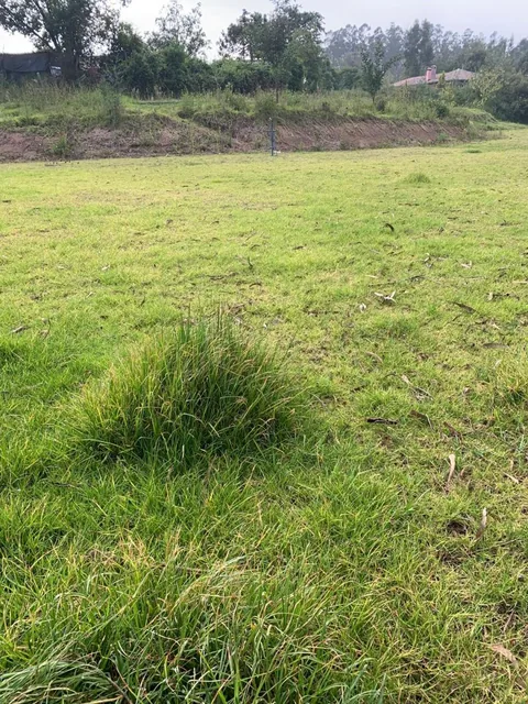 Vendo Hermosos Terrenos Planos Pifo Sector Andrango — imagen 3
