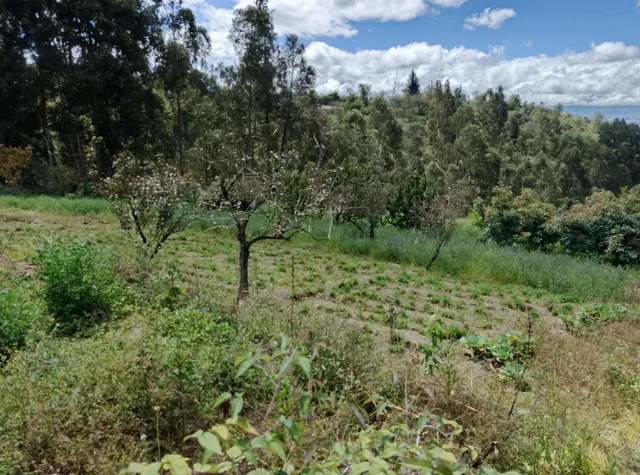 Terreno con Casa Rentera de Dos Departamentos y Suite en Venta. Pinllo Ambato, Tungurahua — imagen 4