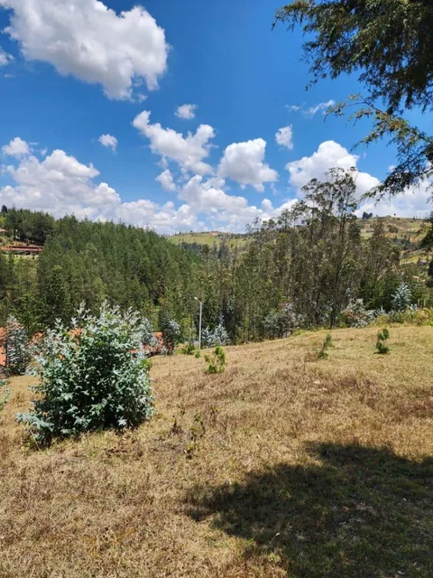 Venta de Terreno de 8 Hectáreas con Bosque de Pino en Tutupali, Azuay — imagen 5