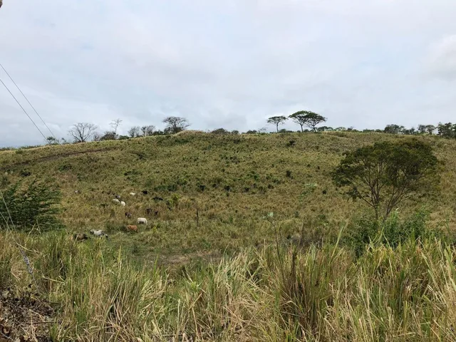 Venta Terreno con Área Para Producción Ganadera, Agricola y Camaronera – Cojimies, Manabí — imagen 5