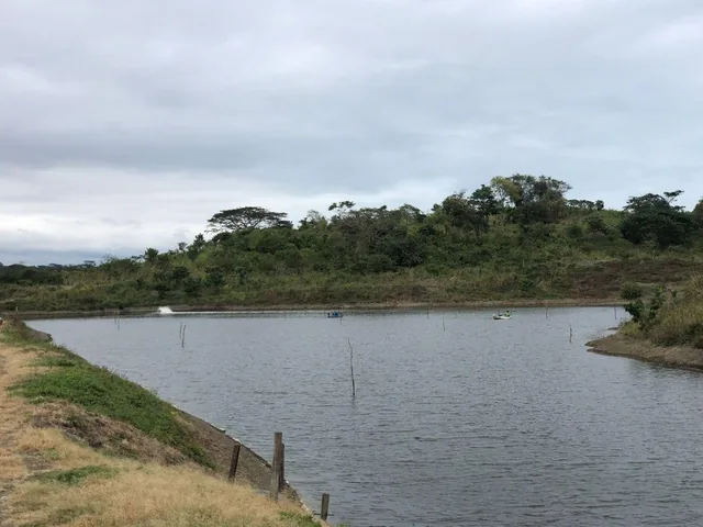 Venta Terreno con Área Para Producción Ganadera, Agricola y Camaronera – Cojimies, Manabí — imagen 4