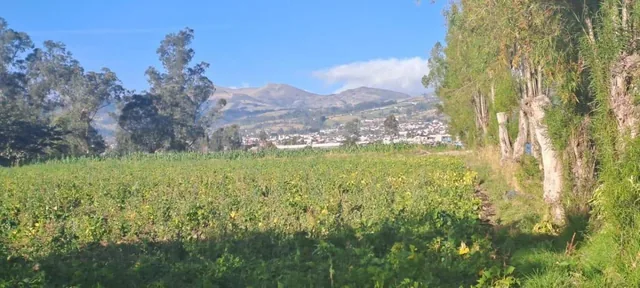 Vendo Terreno Agrícola Yaruquí Sector San Rafael Frente 50 m 9.500 m² — imagen 3