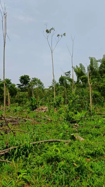 Terreno en Venta, Caserío El Porvenir, Puyo, Pastaza — imagen 3
