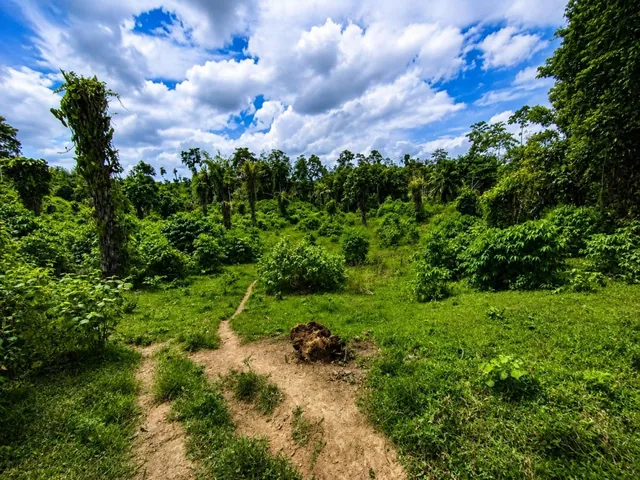 Se Vende Finca con Abacá en Produccion, en Monterrey - La Concordia - Santo Domingo - Ecuador — imagen 2