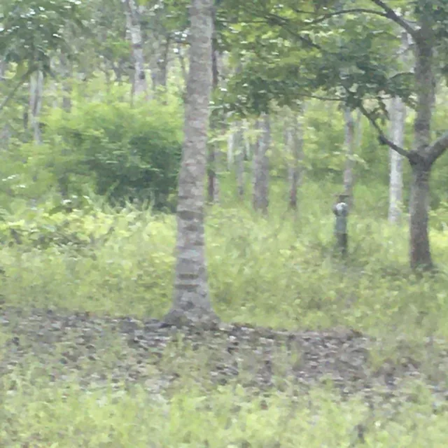 Venta Terreno 22.50 Has Chongon Junto Al Nuevo Aeropuerto de Guayaquil, Guayas — imagen 2
