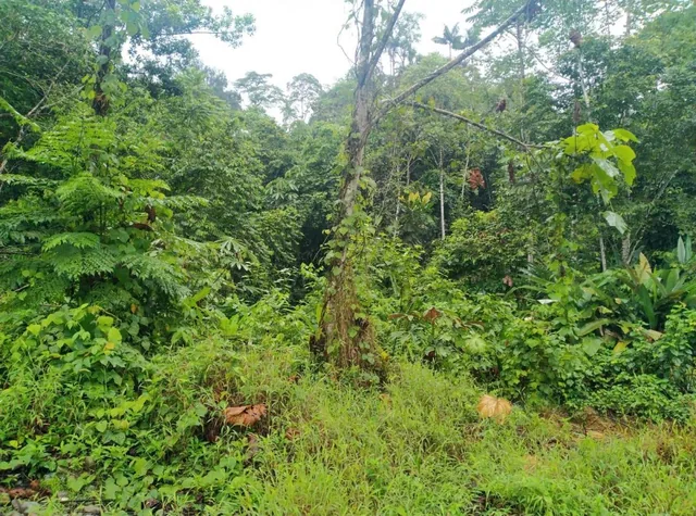 Se Vende Terreno de 3.290 Has Ubicada en Esmeraldas Cantón Eloy Alfaro. Guayas — imagen 4