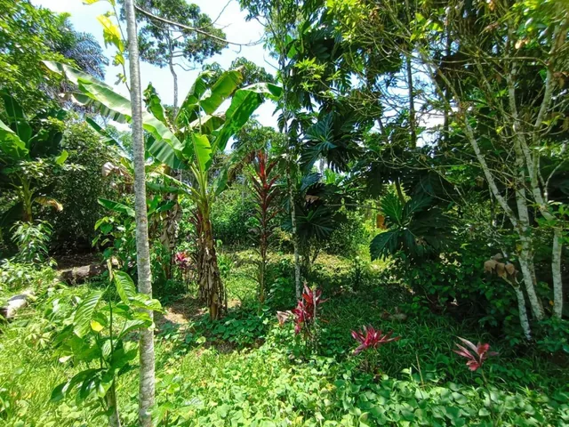 Tena - Vendo Hermoso Terreno, Napo — imagen 3