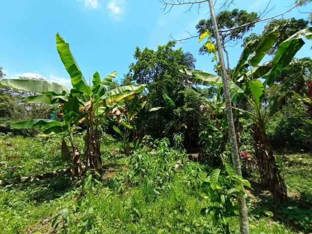 Tena - Vendo Hermoso Terreno, Napo — imagen 2