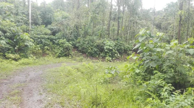 Vendo Finca - Sector Lumbaqui — imagen 4