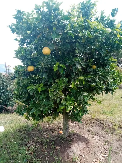 Vendo Terreno con Casa en Yaruqui - Sector Oton de Velez — imagen 5