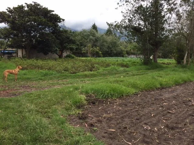 Vendo Terreno en Puembo 7.173 m² Uso Suelo Recurso Natural Renovable $900.000 — imagen 2