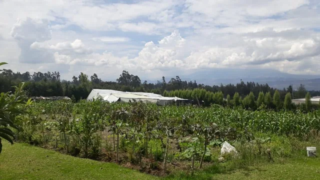 Vendo Propiedad en El Quinche - Sector La Esperanza — imagen 4