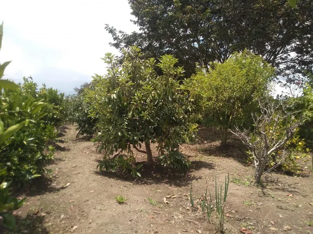Vendo Terrenos de 1000 a 3000 m en Checa — imagen 5