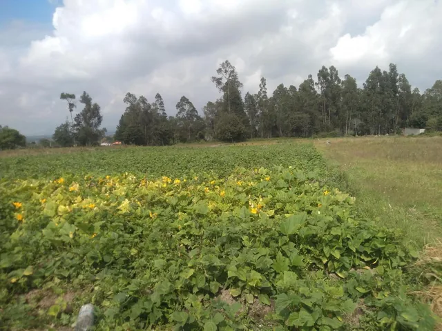 Vendo Terrenos de 1000 a 3000 m en Checa — imagen 4