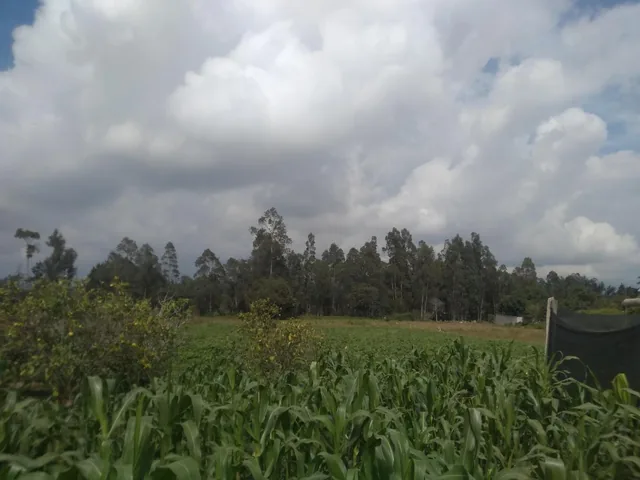 Vendo Terrenos de 1000 a 3000 m en Checa — imagen 2