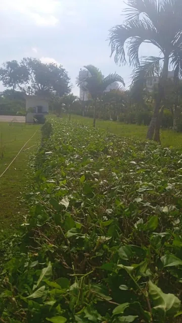 Se Vende Terreno en Casa Blanca - Same - Esmeraldas — imagen 5