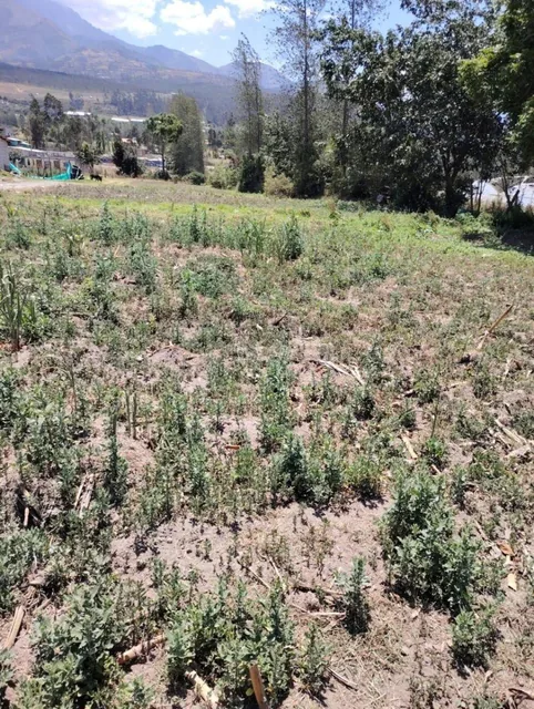 Terreno en Venta de 1500 m² en Cotacachi, Imbabura — imagen 5