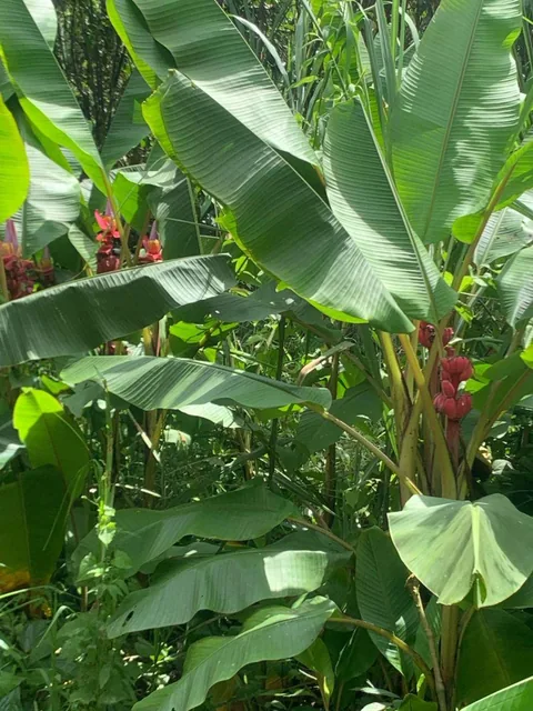 Terreno Venta Mindo Sector Pura Vida — imagen 5