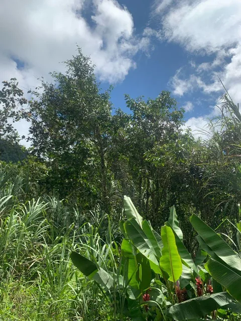 Terreno Venta Mindo Sector Pura Vida — imagen 4