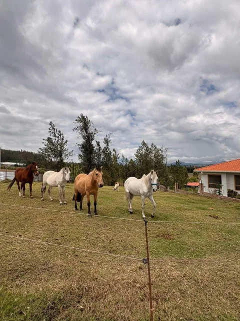 Vivir con Tranquilidad y Armonia, Imbabura — imagen 3