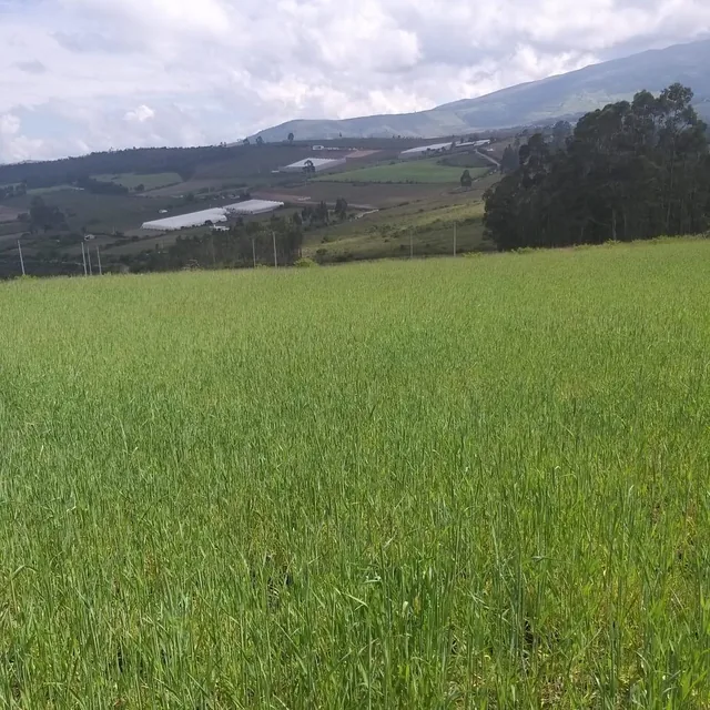 Vendo Terreno Vacacional De2.000 Mtrs2 Entocachi / Cantón Pedro Moncayo — imagen 5