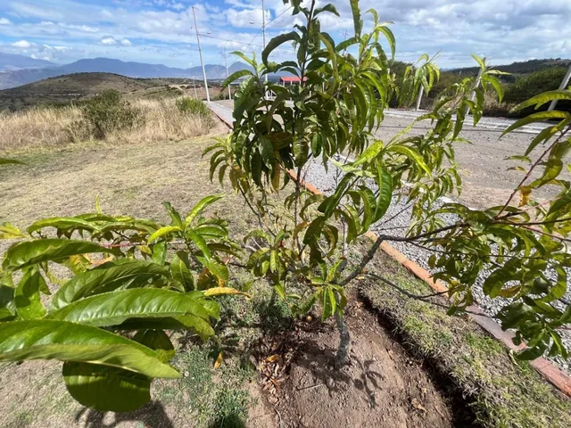 Vendo Terreno Vacacional De2.000 Mtrs2 Entocachi / Cantón Pedro Moncayo — imagen 4
