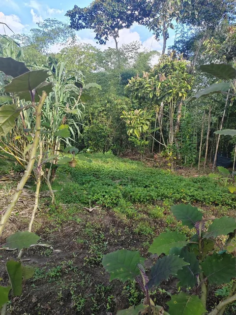 Vendo Terreno Planito Urbanizado en Borja, Napo — imagen 5
