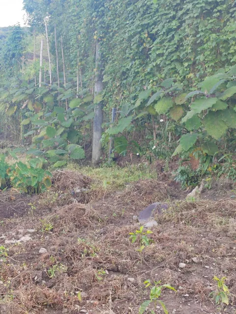 Vendo Terreno Planito Urbanizado en Borja, Napo — imagen 4