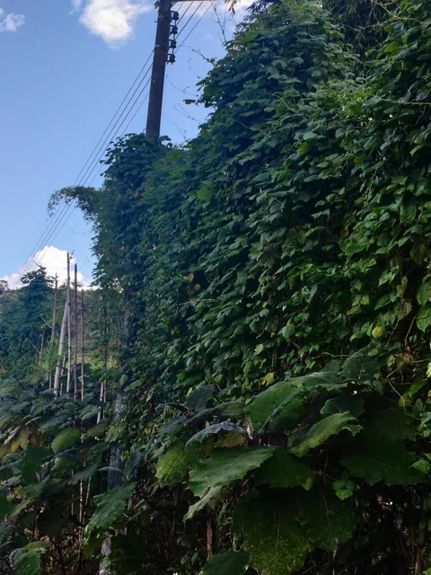 Vendo Terreno Planito Urbanizado en Borja, Napo — imagen 2