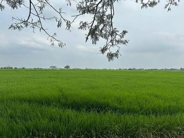 Se Vende Macrolote Vía C. Celeste Cerca Al Country m. Espinosa, Guayas — imagen 3