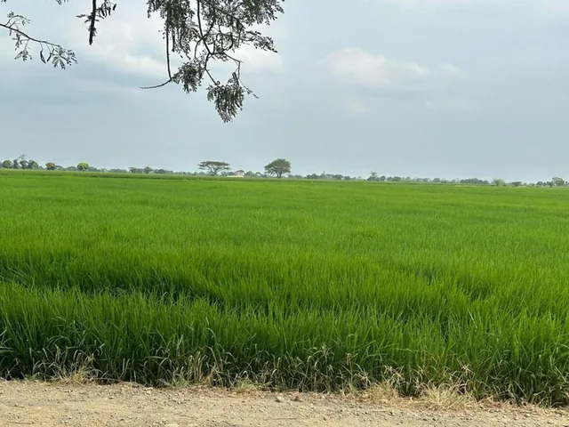 Se Vende Macrolote Vía C. Celeste Cerca Al Country m. Espinosa, Guayas — imagen 2