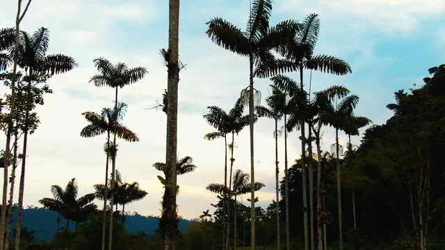 Hacienda 67ha Cerca Los Bancos - Sector La Florida — imagen 2