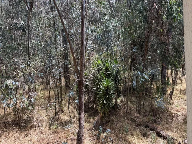 Oportunidad Departamento Amoblado Bosque — imagen 2