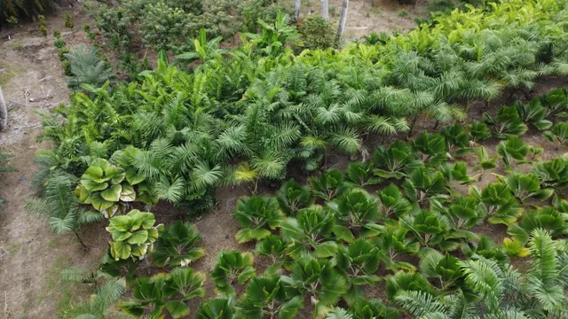 Terreno en Venta en Milagro Elimo, Guayas — imagen 5