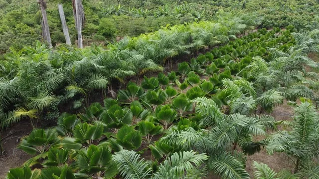 Terreno en Venta en Milagro Elimo, Guayas — imagen 2