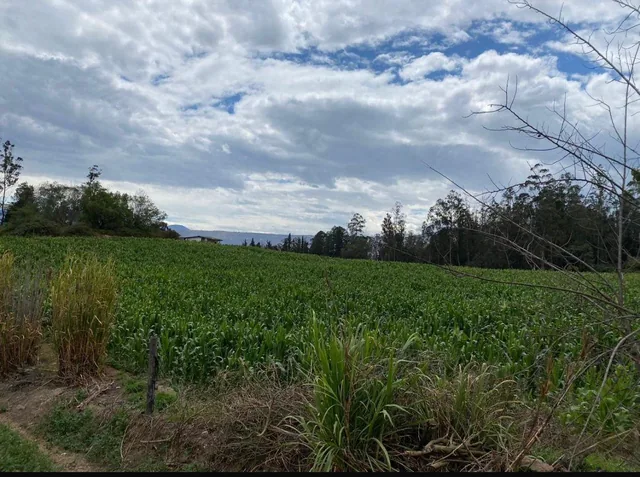 Terreno de Venta Ubicado en Guayllabamba, Árboles Frutales — imagen 4