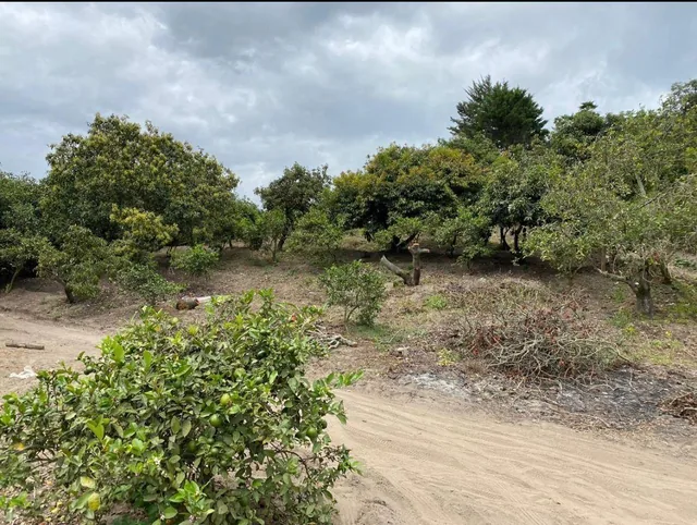 Terreno de Venta Ubicado en Guayllabamba, Árboles Frutales — imagen 2