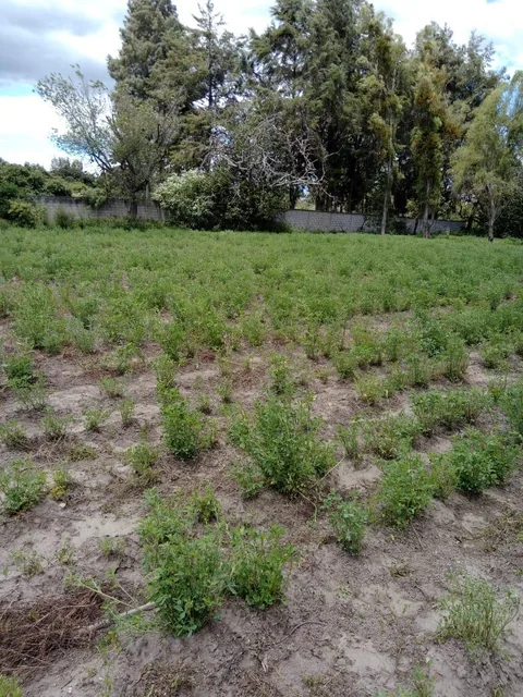 Vendo 13.600 Terreno Plano Sector Sta. Rosa (Ac) — imagen 4