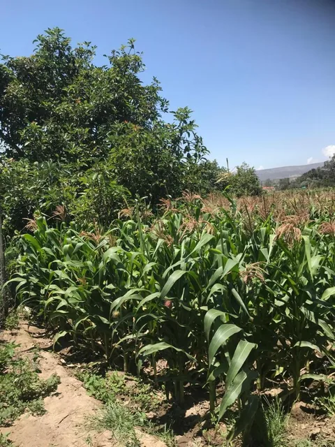 Vendo Terreno Plano - Sector Guayllabamba — imagen 5