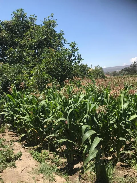 Vendo Terreno Plano - Sector Guayllabamba — imagen 4